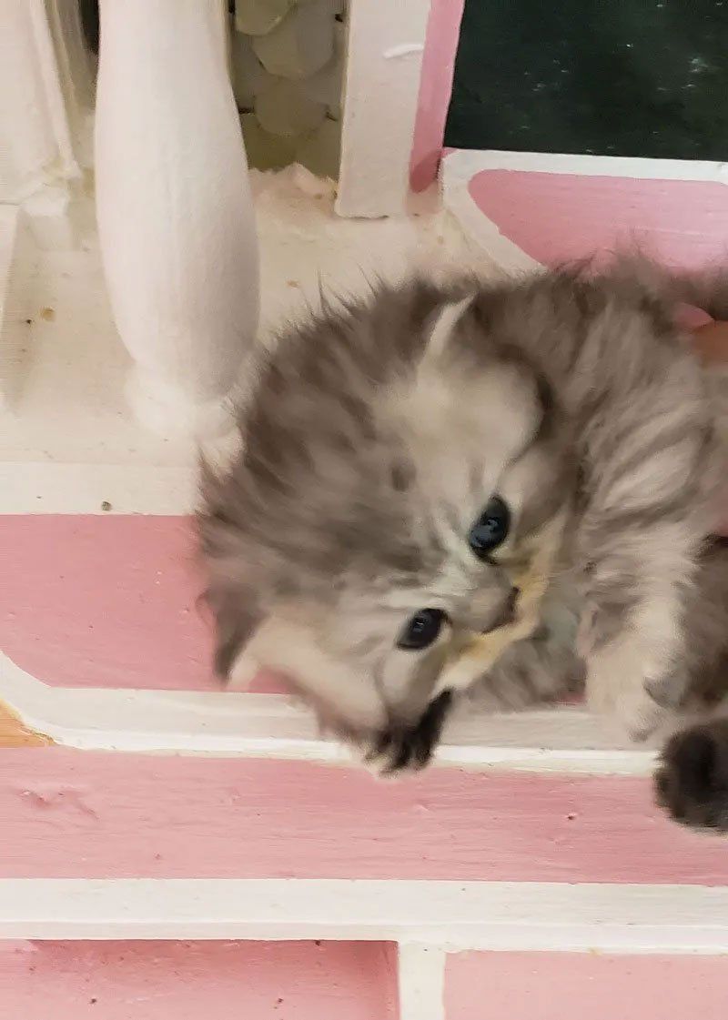 Purse Persians Kittens sale