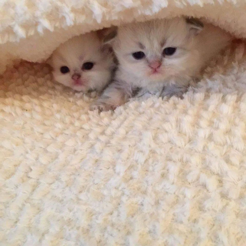 persian kittens