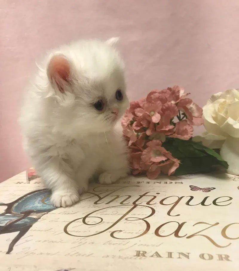 dollface kittens for sale