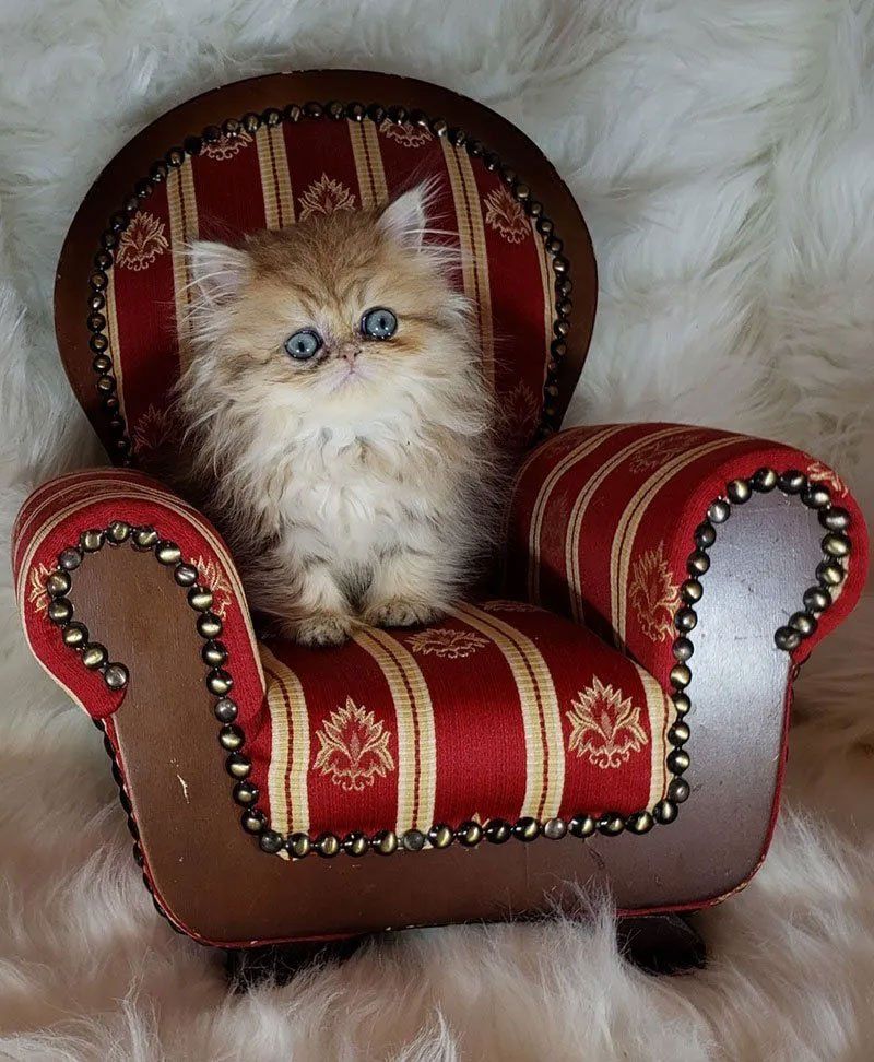 persian kittens for sale