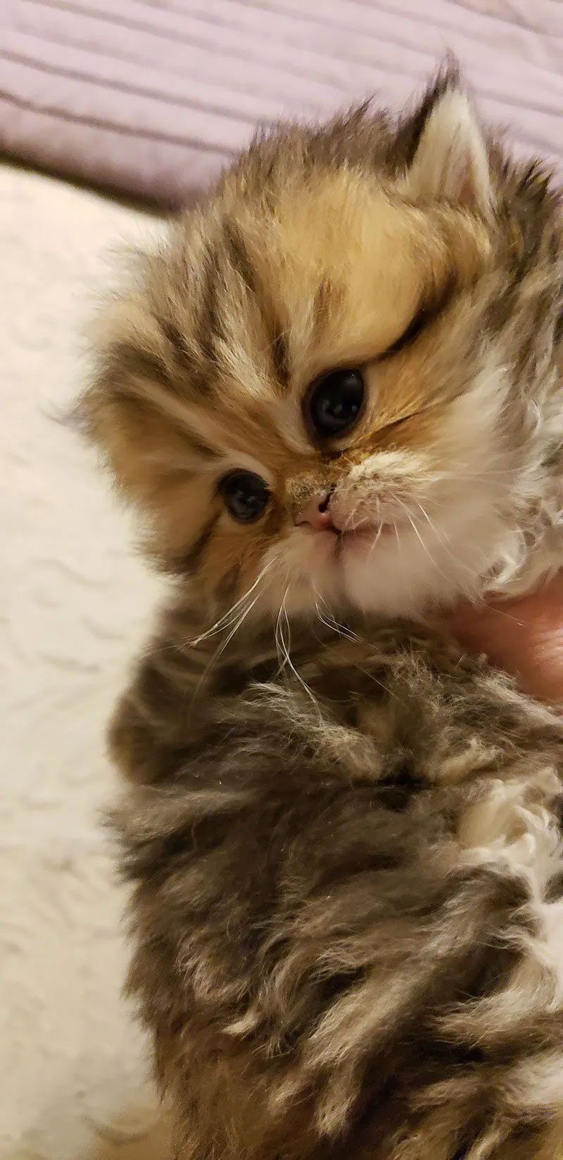 dollface kittens for sale USA