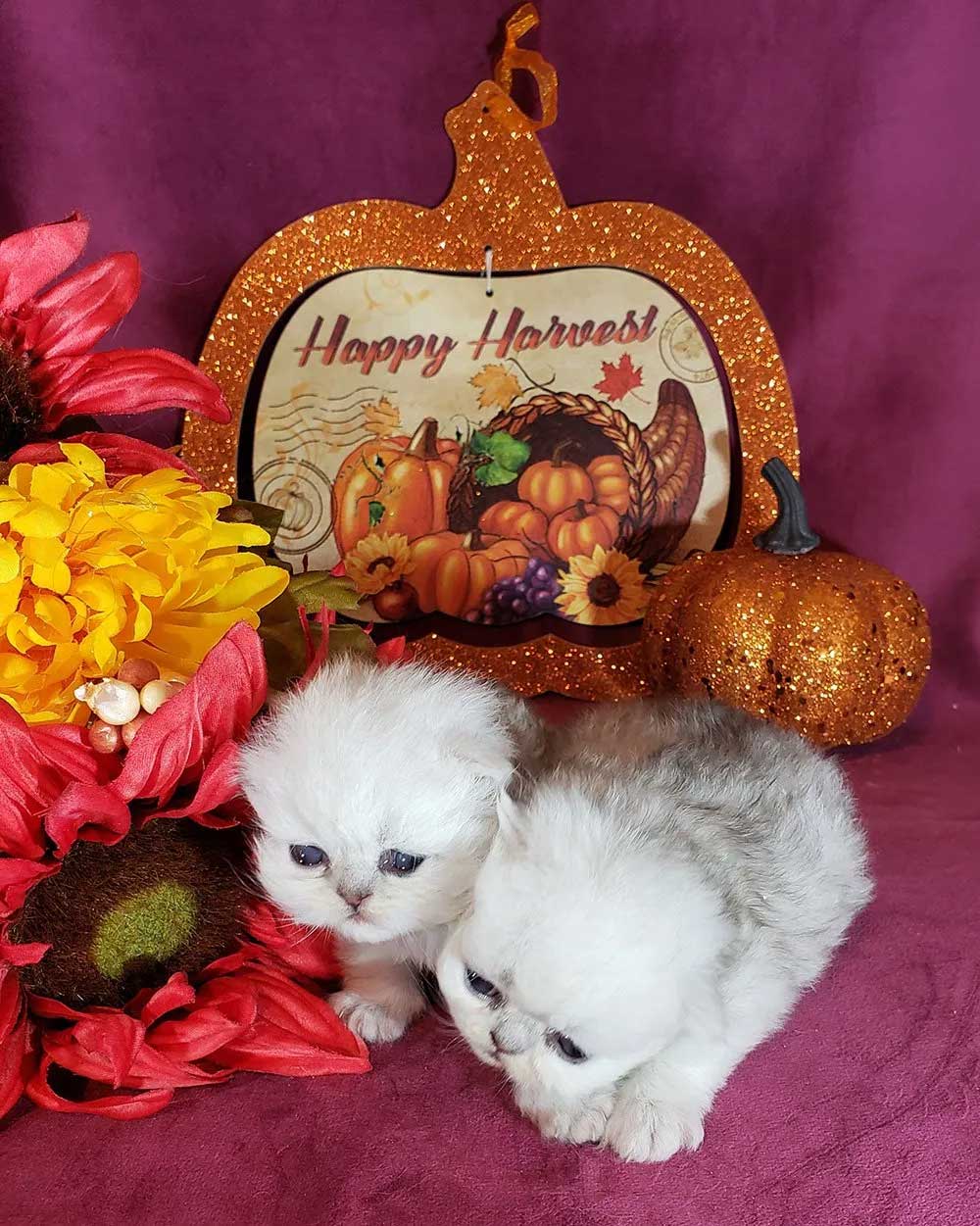 dollface kittens for sale in USA