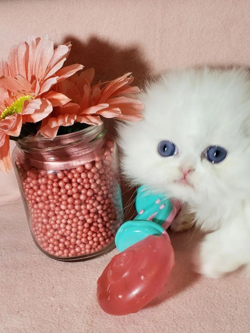 persian kittens for sale near me