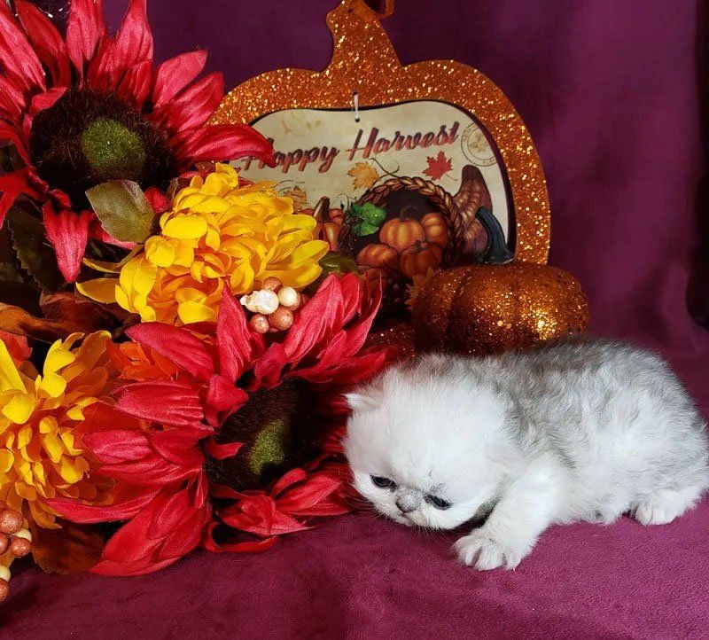 persian kittens for sale near me in USA