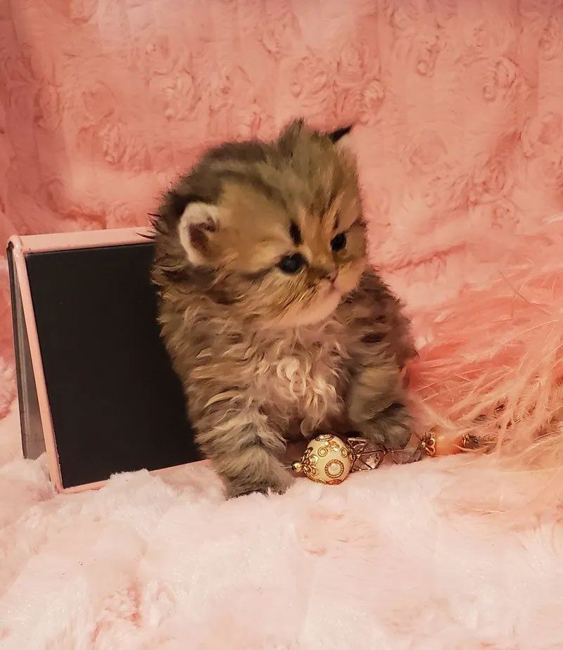 persian kittens for sale