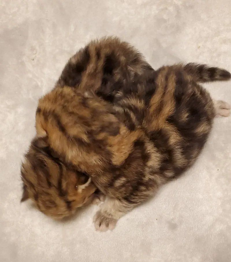 Persian kittens for sale near me  USA
