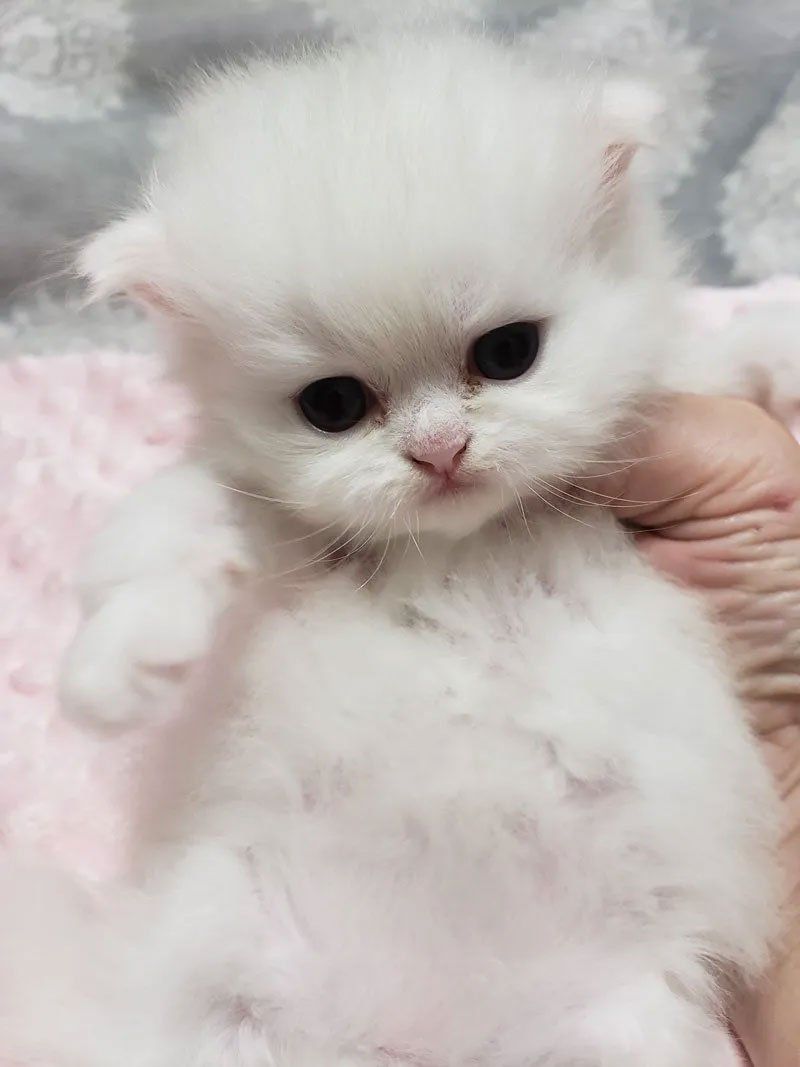 Purse Persians Kittens for Sale
