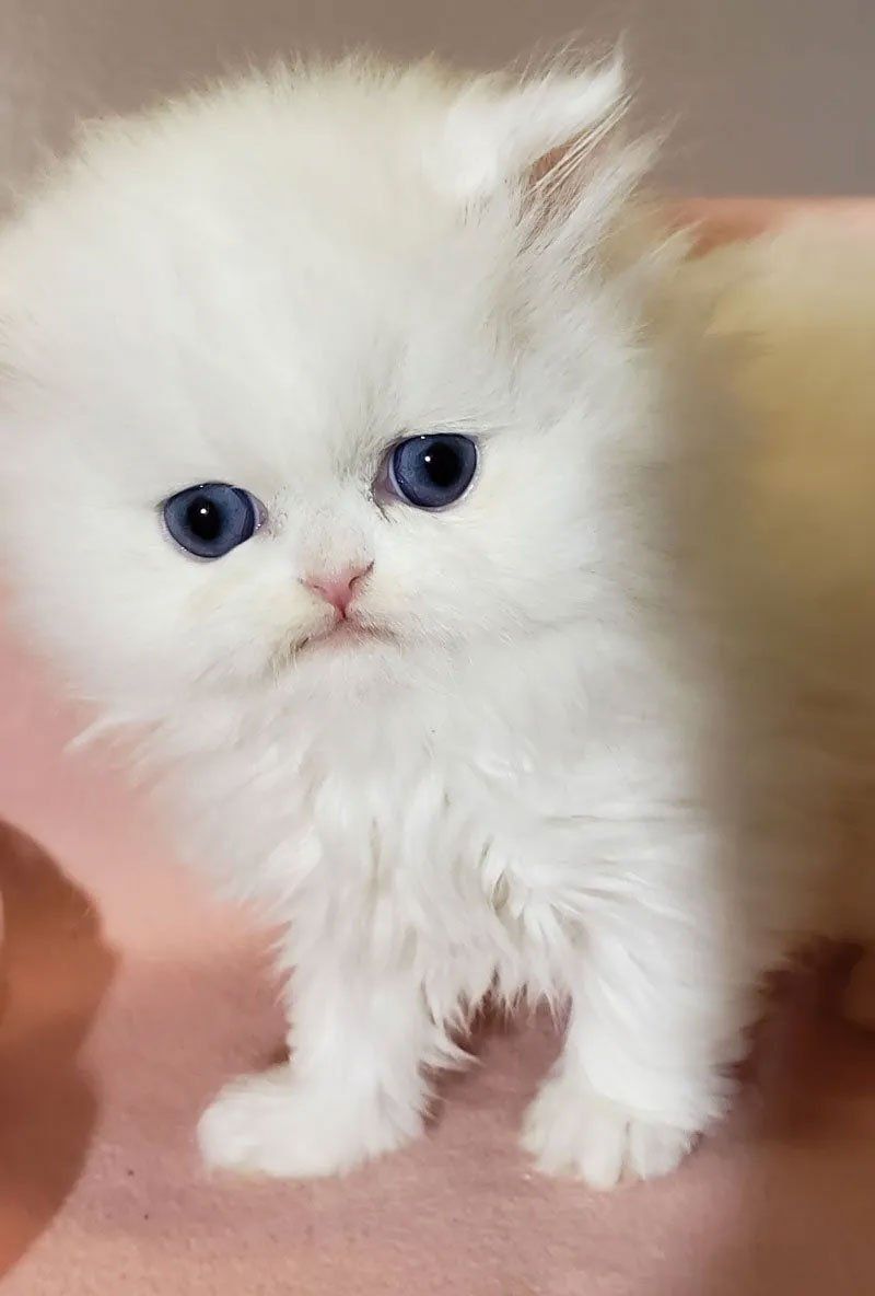 Purse Persians Kittens sale