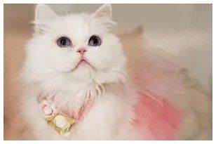 teacup kittens