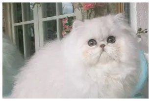 Dollface kittens for sale