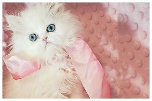 Dollface kittens for sale