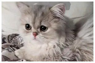 kittens for sale