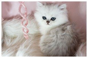 teacup kittens