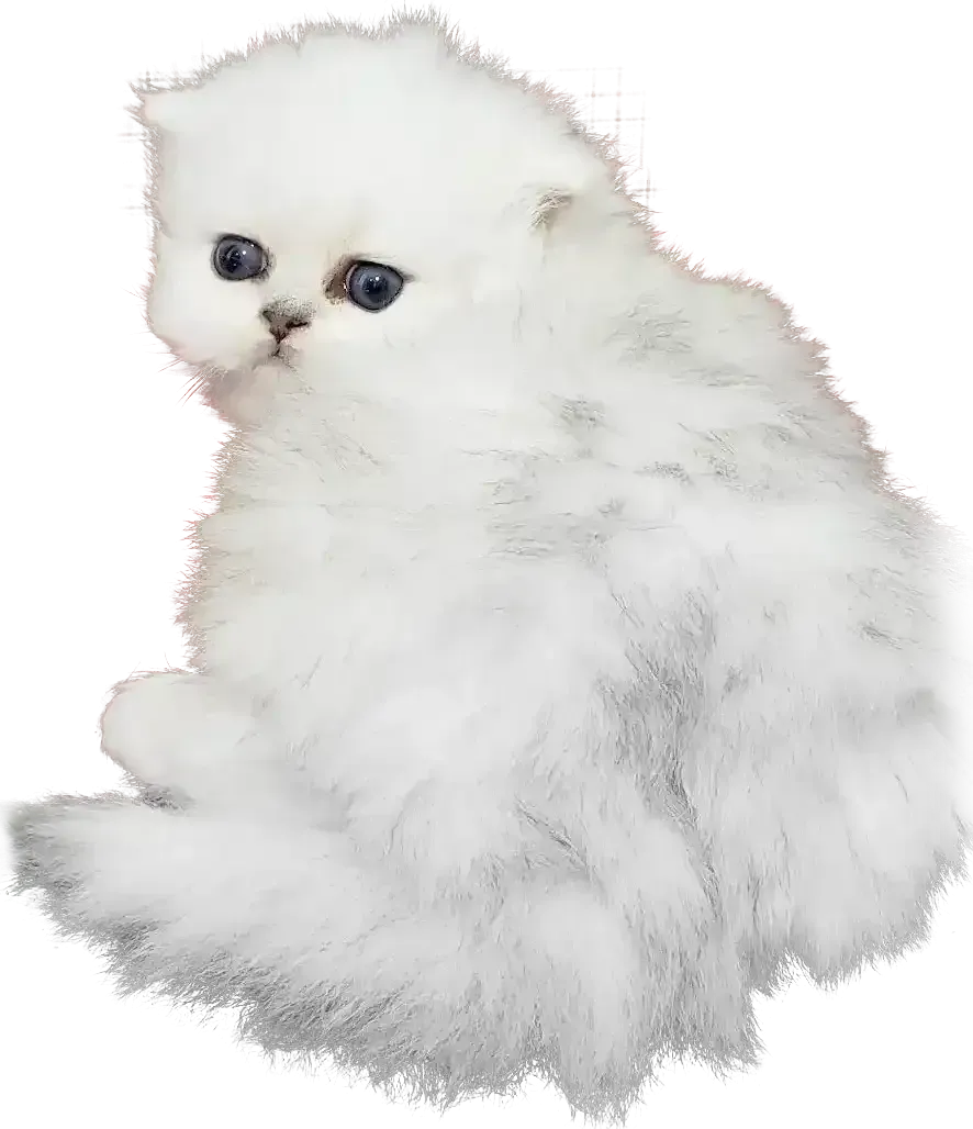 A white kitten with blue eyes is sitting on a white background.