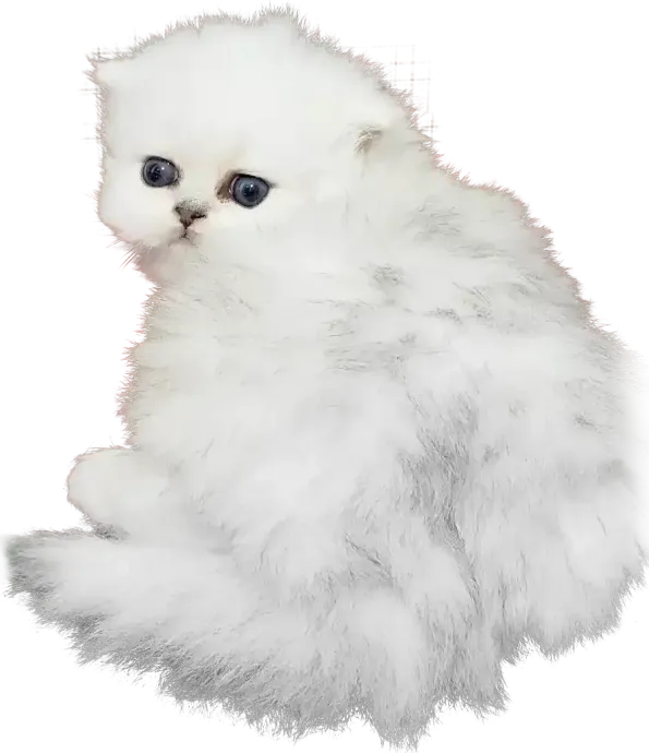 A white kitten with blue eyes is sitting on a white background.