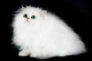 White Persian Cat