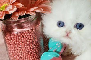 Blue Eyed White Persian Kitten