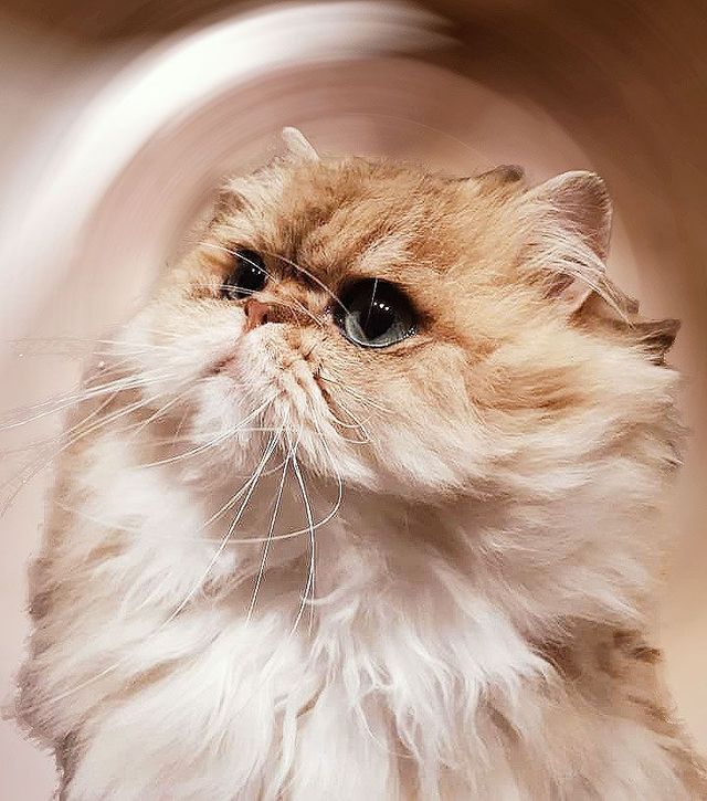 The Persian Purrfection: Keeping Persian Cats Pristine - Conclusion