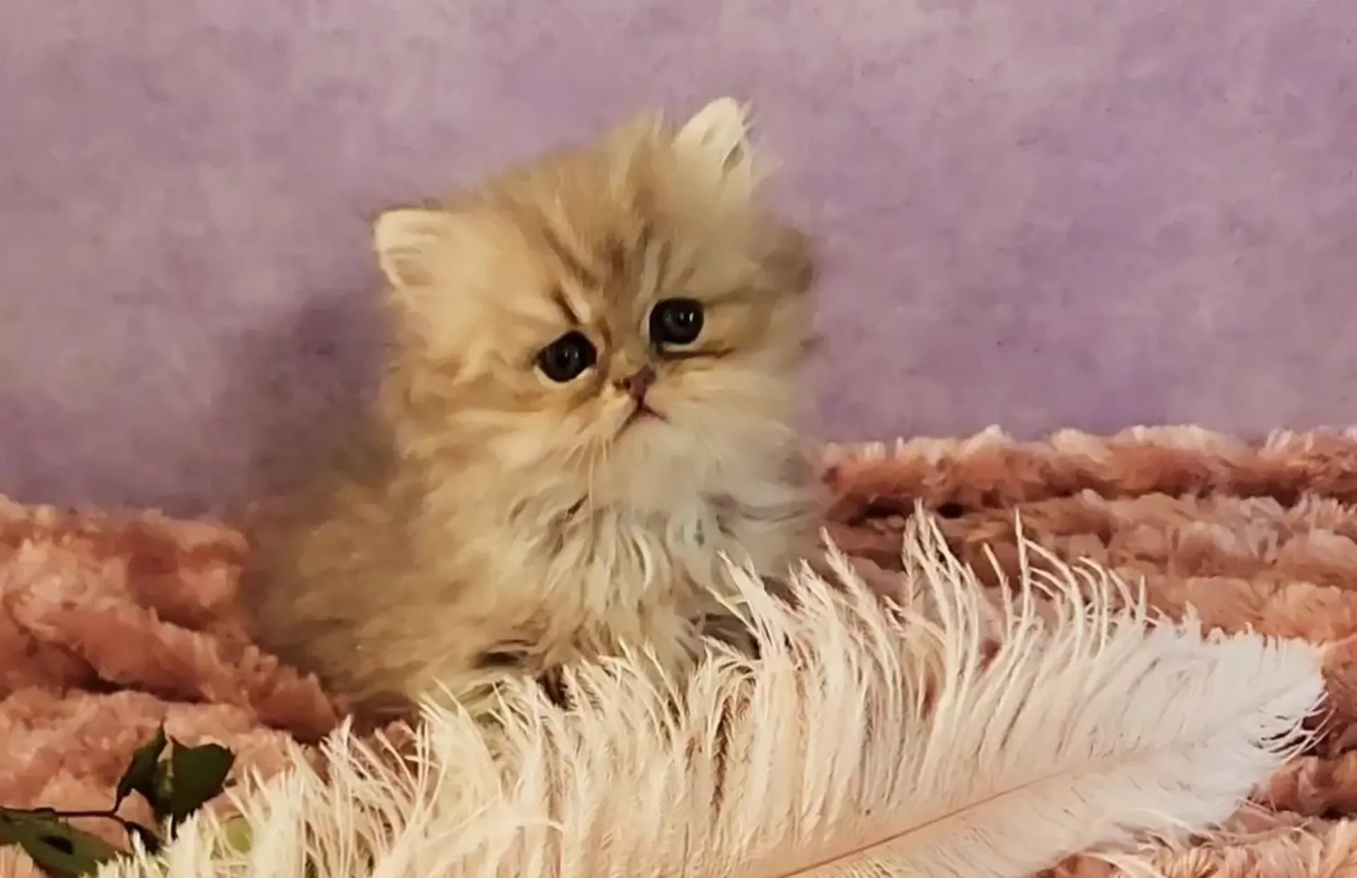 Persian Kittens