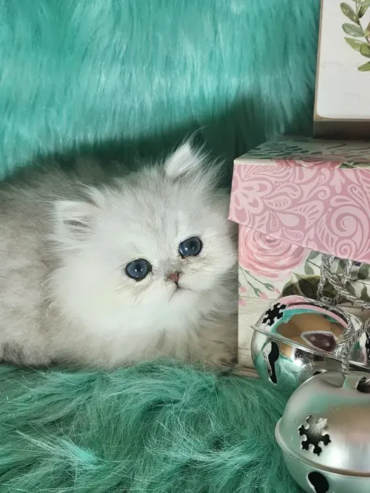 Fluffy silver and white kitten with blue eyes, resting on teal fur with ornaments and a floral box.
