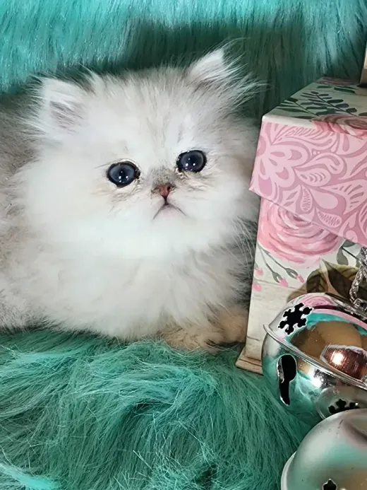 Fluffy, silver Persian kitten with blue eyes, resting on turquoise fur near a decorative bell.
