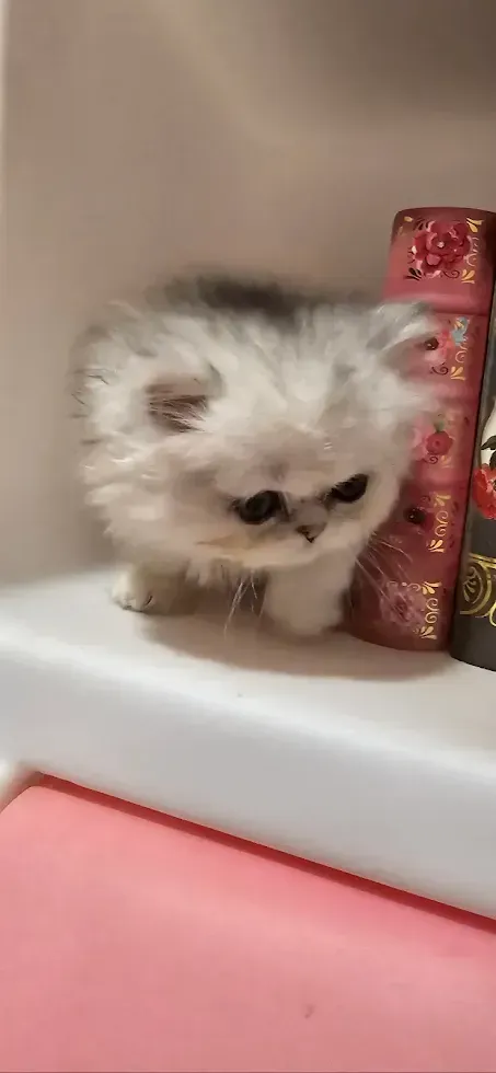 A fluffy Persian kitten with grey and white fur on a shelf next to a decorative book.