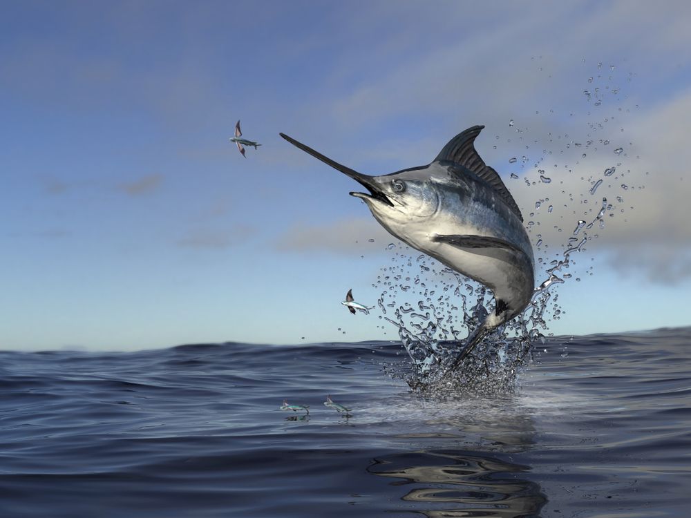 Swordfish leaping out of ocean water with a bird flying nearby.