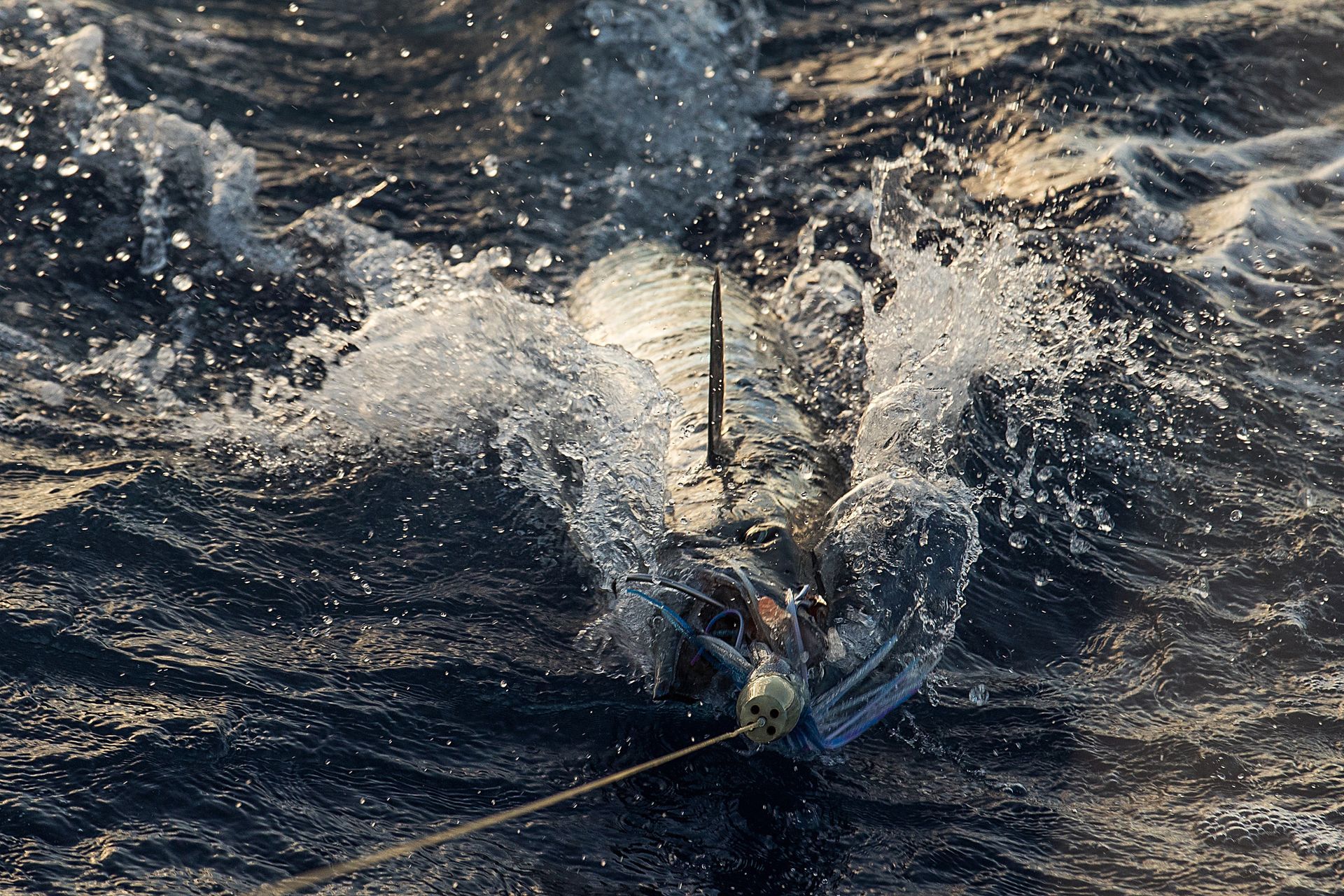 Bird diving into water, creating splash. Water is dark blue. A thin line is attached to the bird.
