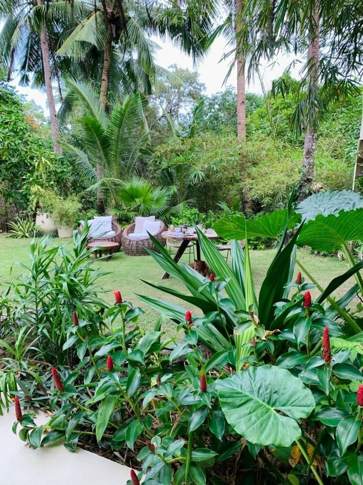 A lush green garden with lots of plants and trees