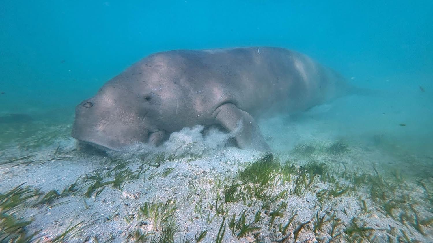 Aban the Dugong