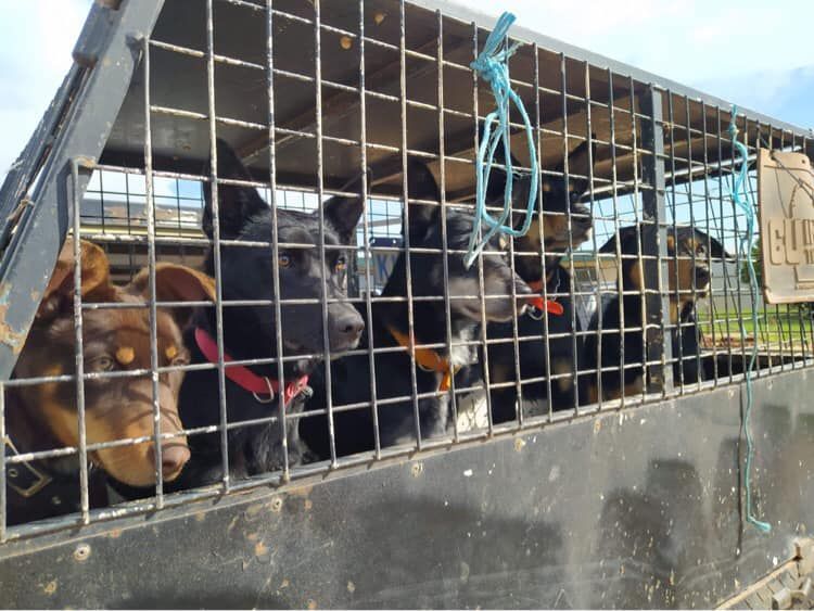 A group of dogs in a cage with a sign that says ' rescue ' on it