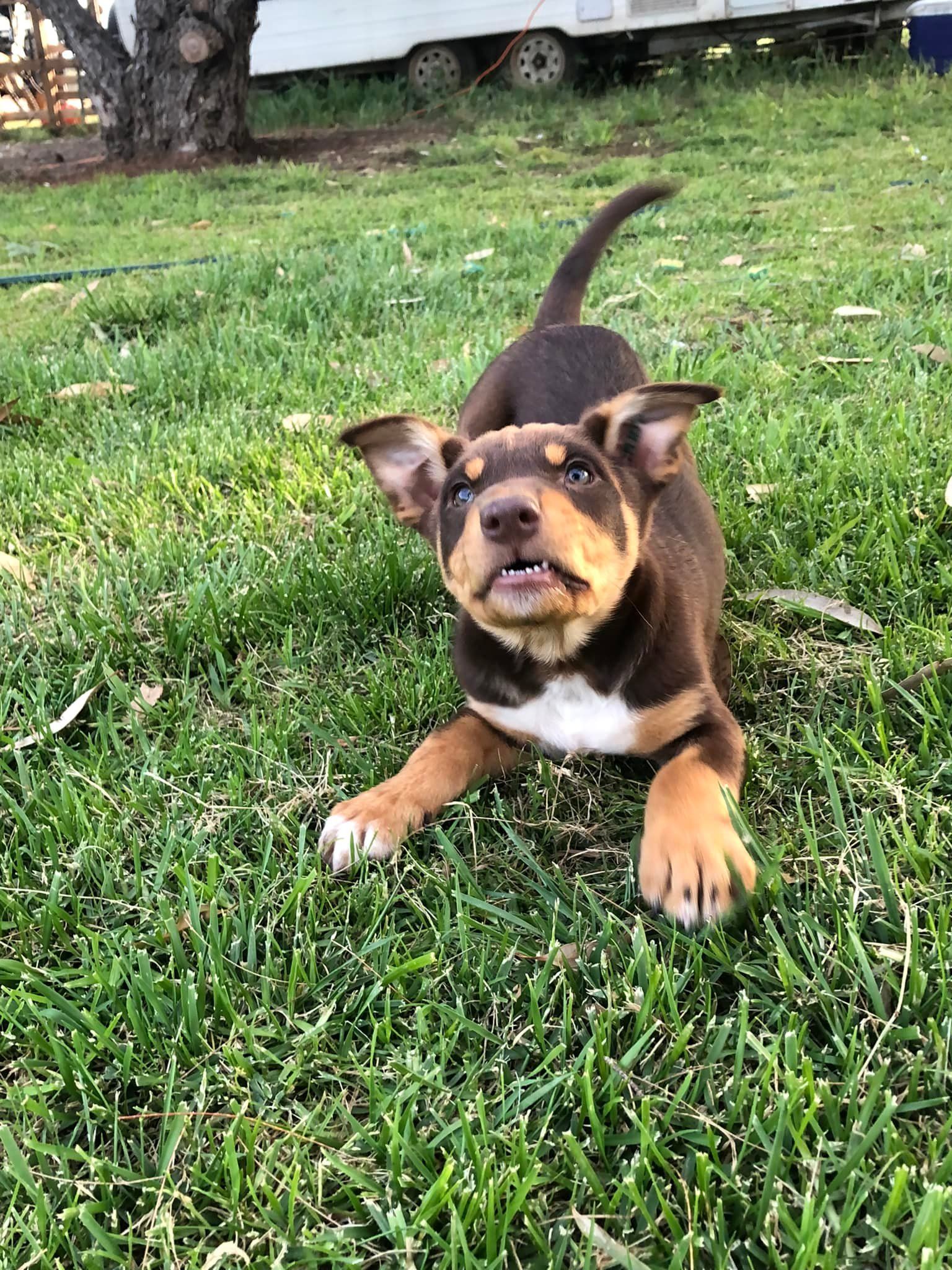 A brown and white puppy is laying in the grass.