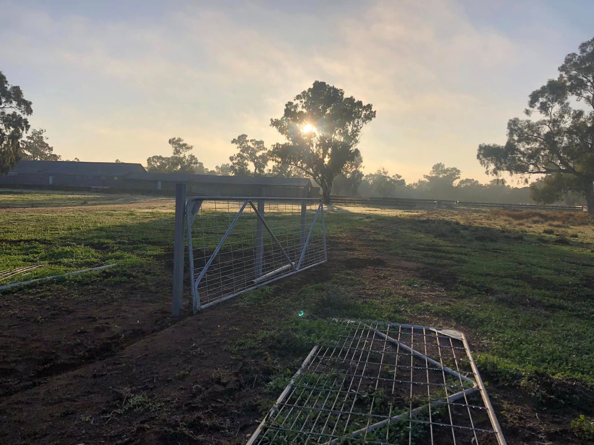The sun is shining through the trees and a fence in a field.
