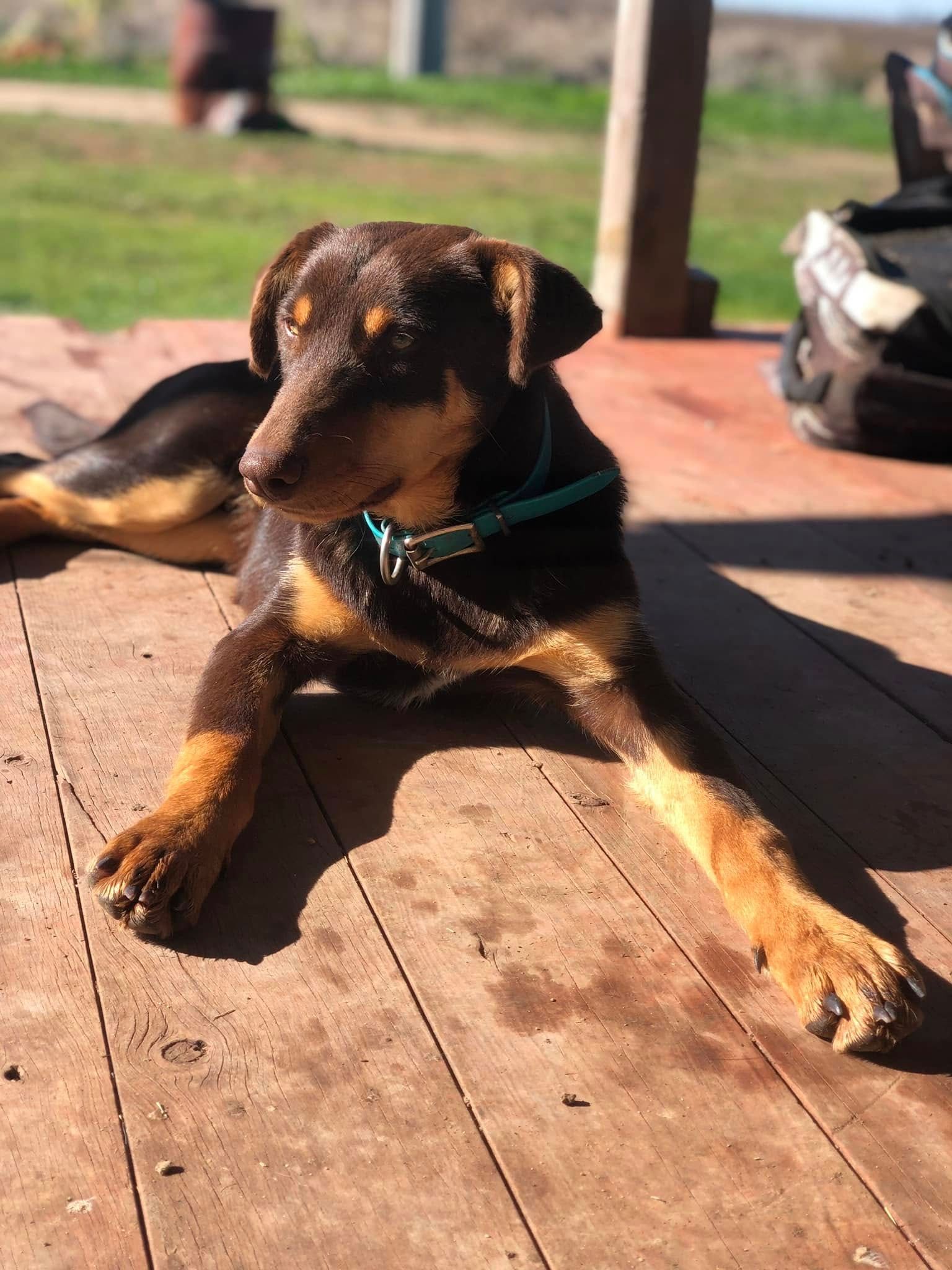A brown and black dog is laying on a wooden deck.