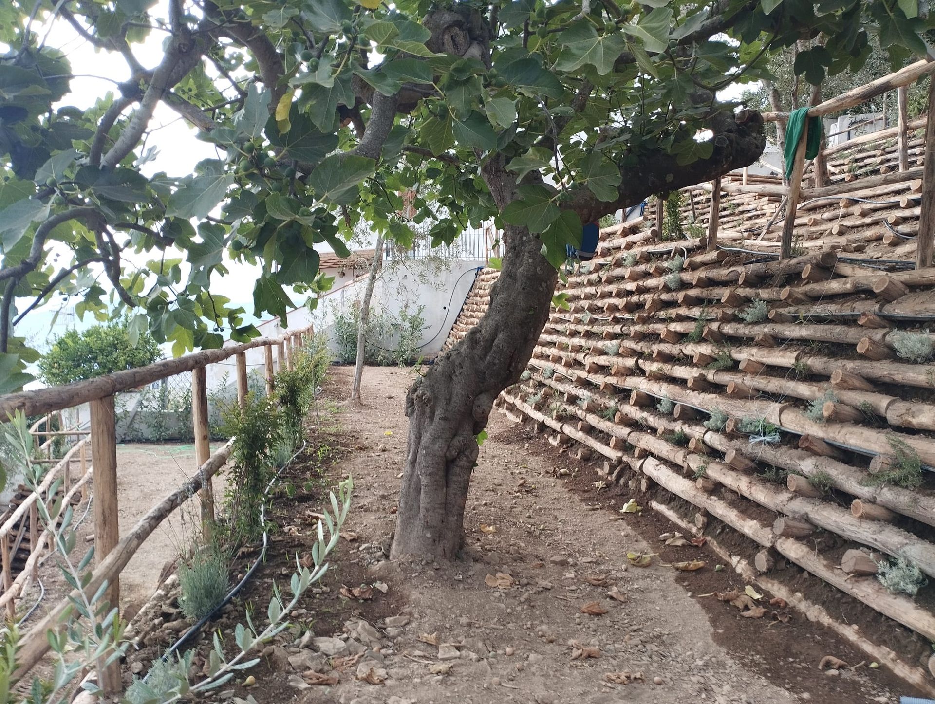 Fico nel vialetto del giardino con muro di contenimento in tronchi accatastati e recinzione in legno.