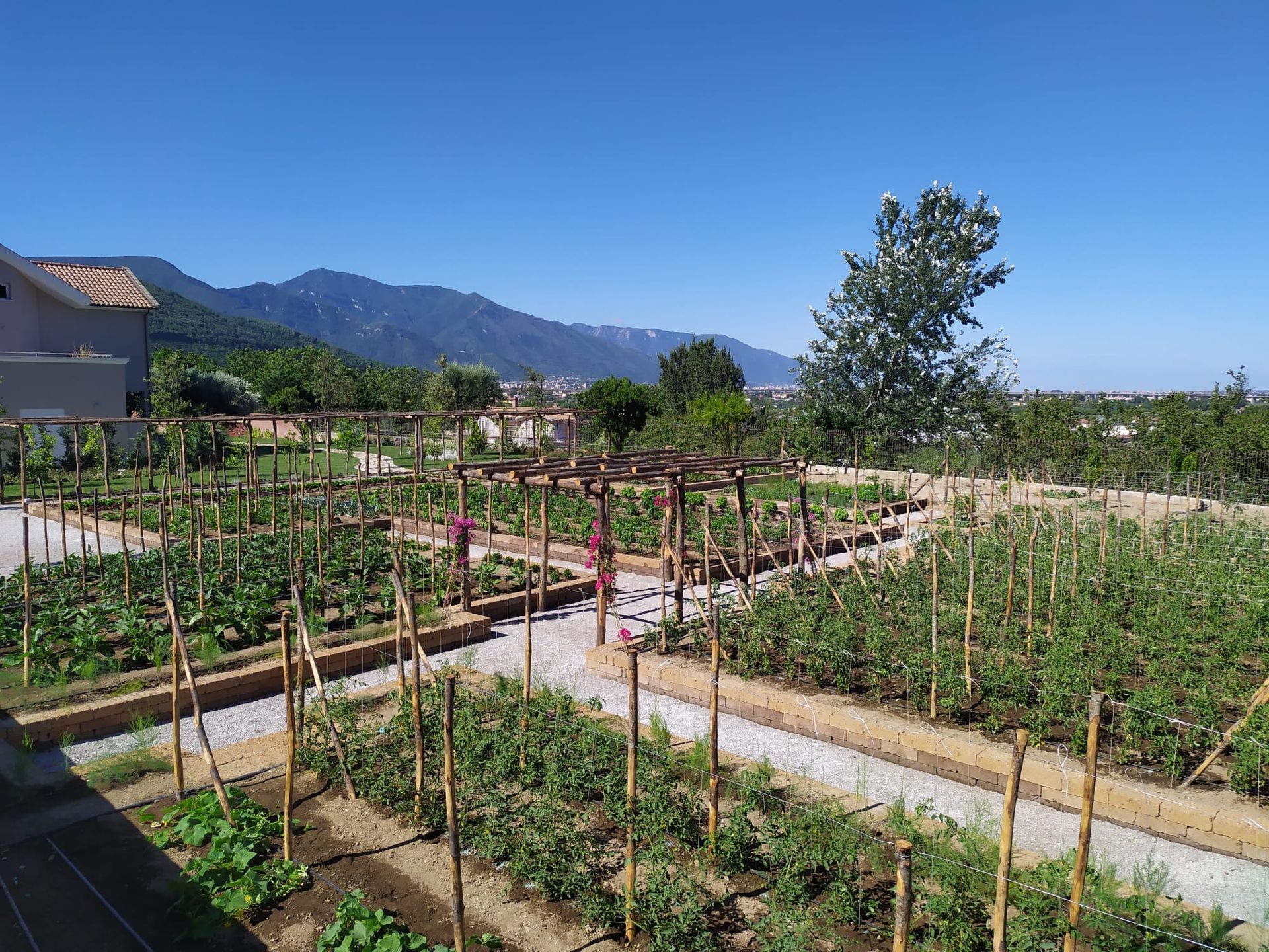Aiule rialzate con piante, sentieri, tralicci, montagne e un cielo azzurro e terso.
