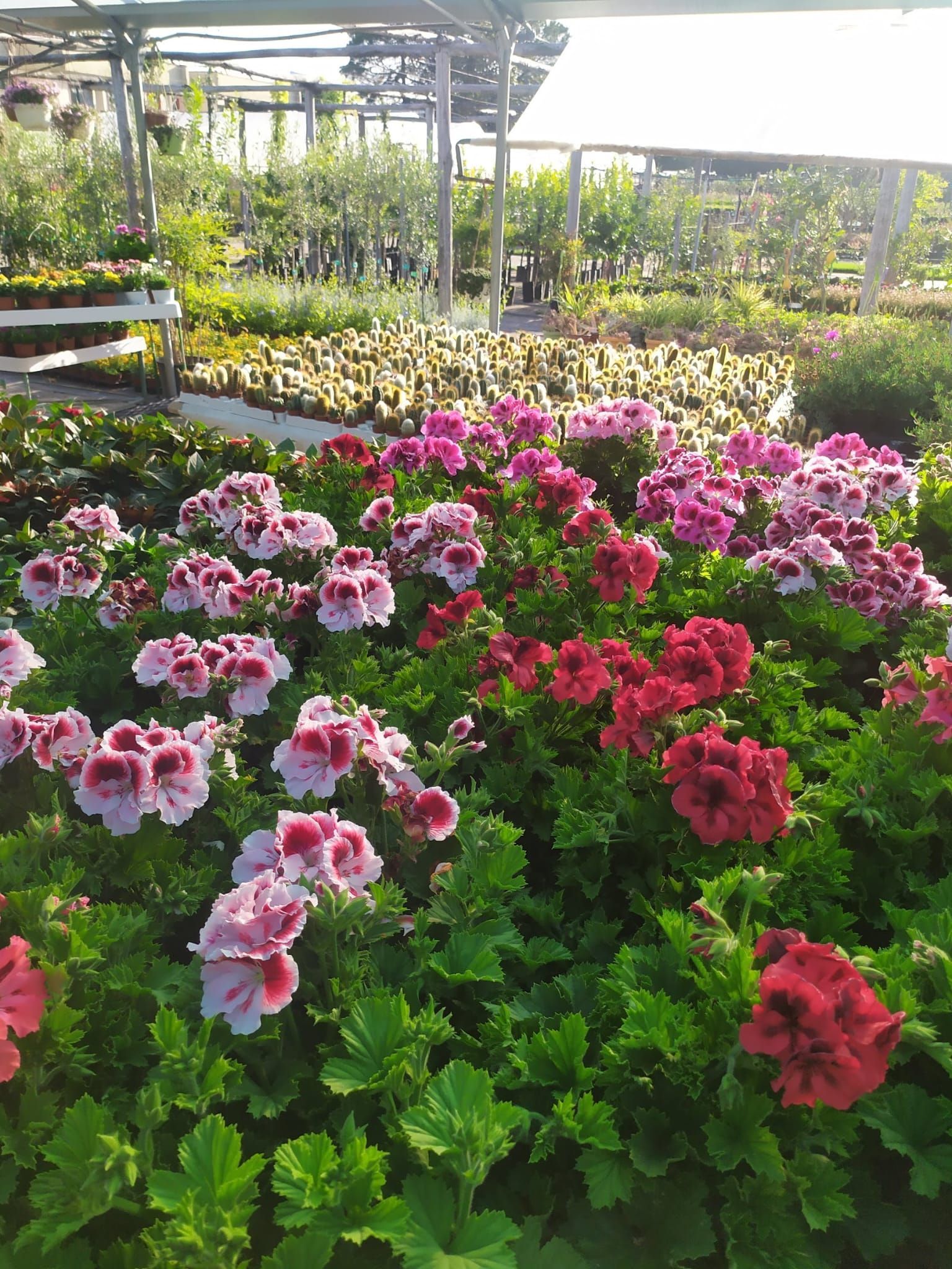 Gerani in varie tonalità di rosa e rosso in un vivaio. Il fogliame verde circonda i fiori.