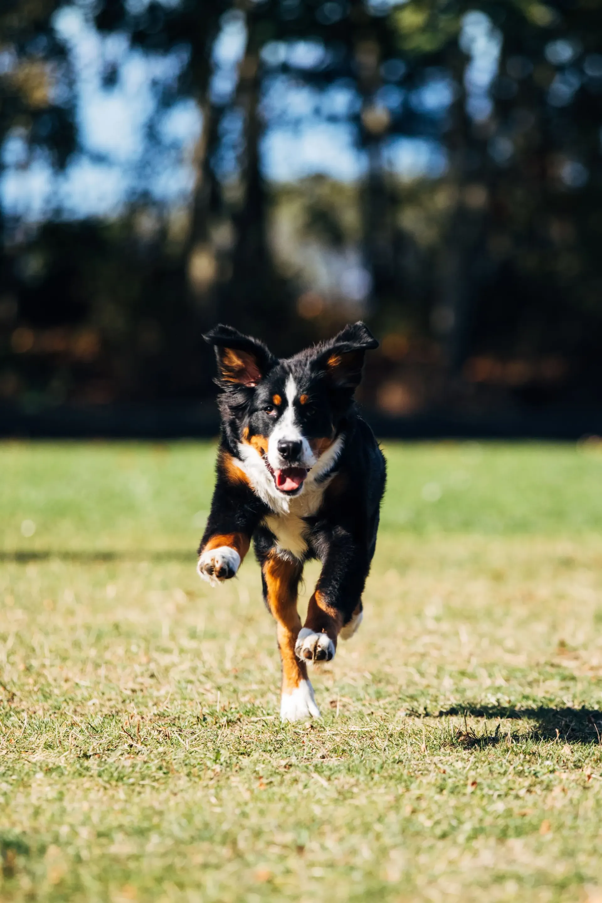 A Bernese Mountain Dog runs joyfully across a grassy field under a clear blue sky.