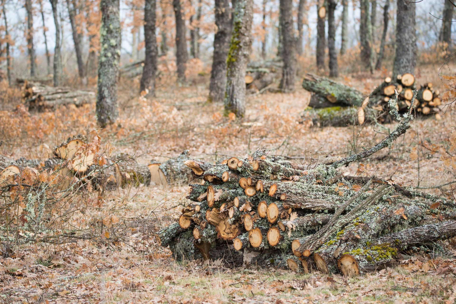 A pile of logs in the middle of a forest.