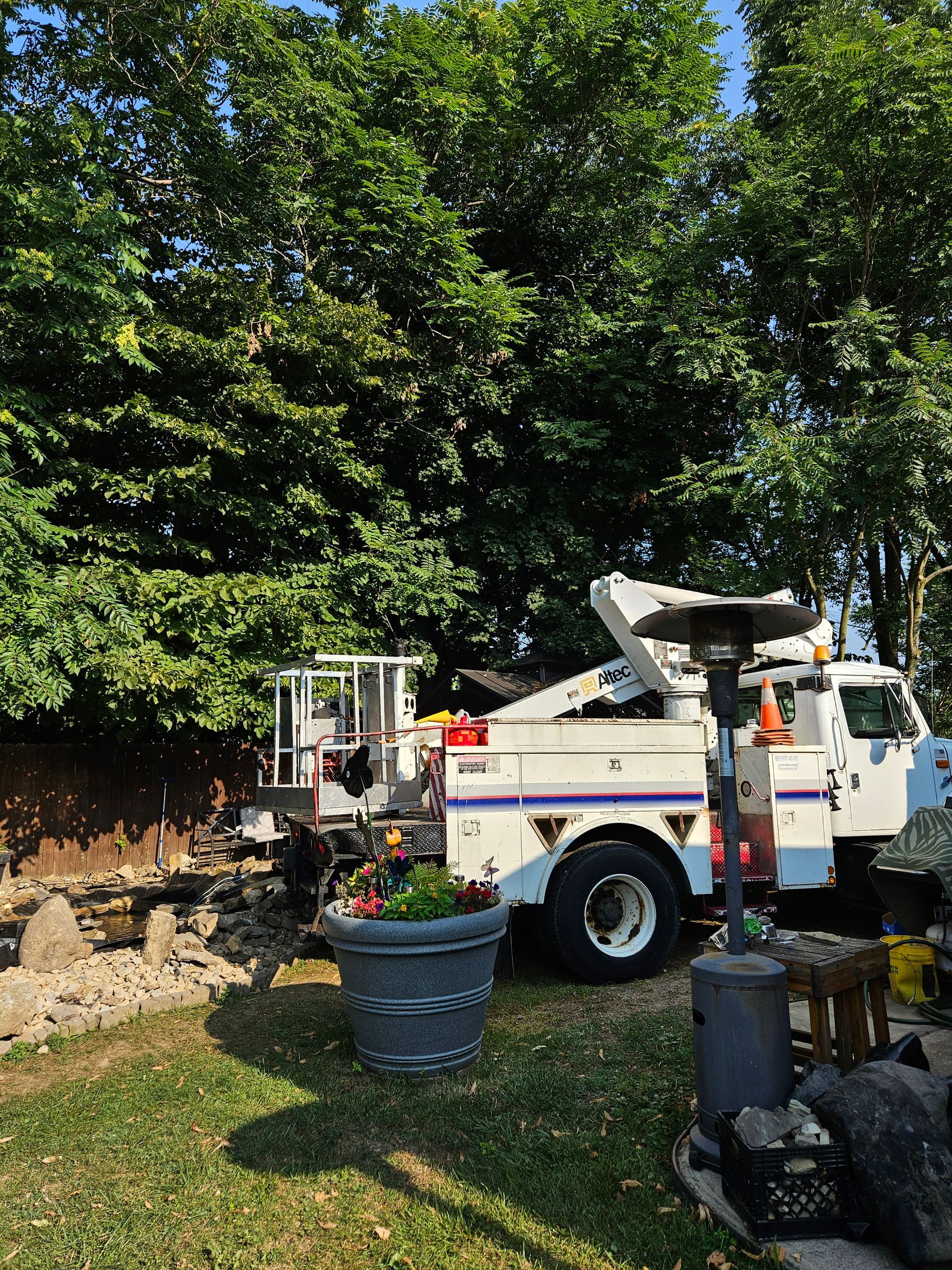 Before Tree Trimming in Alliance, OH