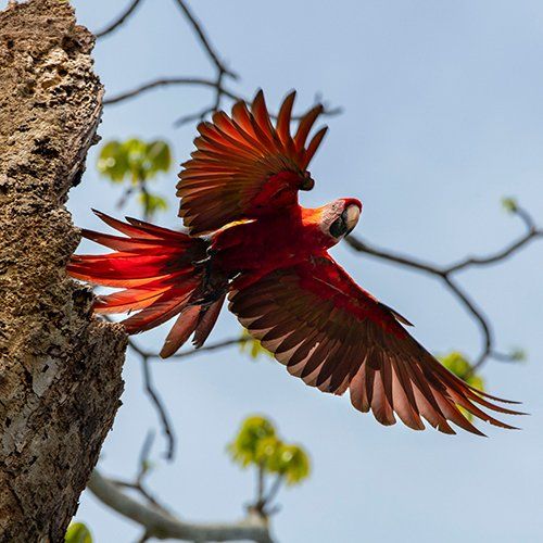 Costa Rica Bird — North Berwick, ME — Little River Photo Workshops