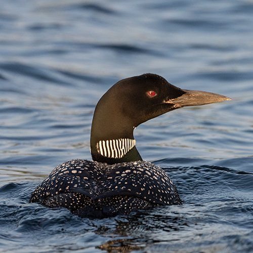 Loon at a Nearby Lake — North Berwick, ME — Little River Photo Workshops