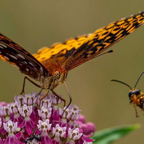Butterfly on Flower — North Berwick, ME — Little River Photo Workshops