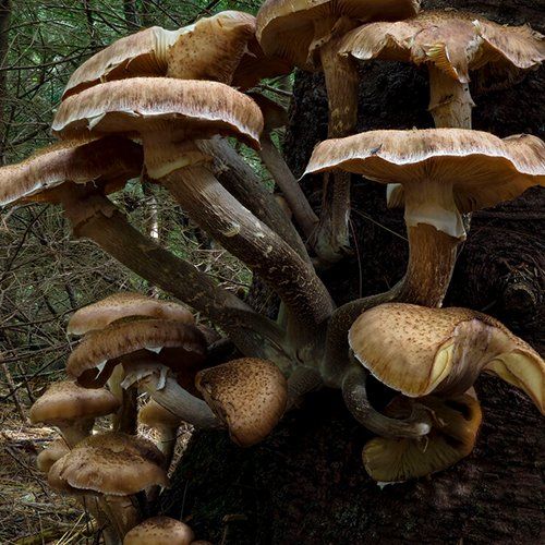 Mushroom — North Berwick, ME — Little River Photo Workshops