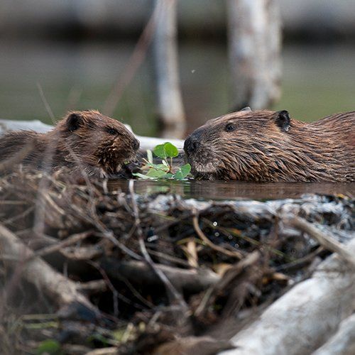 Beaver — North Berwick, ME — Little River Photo Workshops