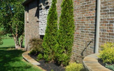 Backyard with Plant Landscape — Springfield, MO — Nixa Lawn Service