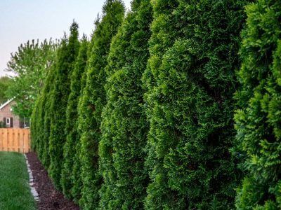 Plants After Trimming — Springfield, MO — Nixa Lawn Service