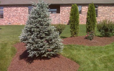 Green Plants Landscaping at Backyard — Springfield, MO — Nixa Lawn Service