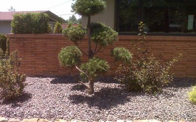 Home Landscaping with Planting Plants — Springfield, MO — Nixa Lawn Service