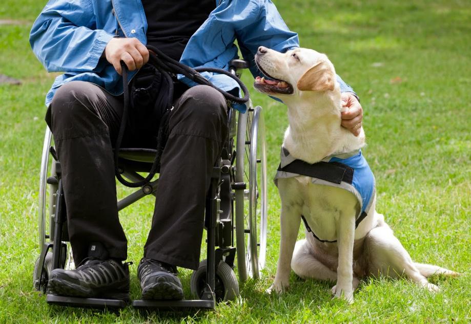 Insurance Claims — Dog Beside A man on a Wheelchair in San Jose, CA